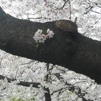 ル・ジャルダン - 幹から桜.JPG