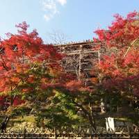 建仁寺 祇園 丸山 - 清水寺