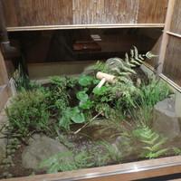 祇園 にしかわ - 