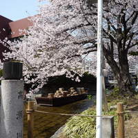 割烹 やました - 高瀬川の桜、超満開