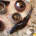 柚木元 - 鮎と蜂の親子