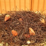 緒方 - 赤松と松茸