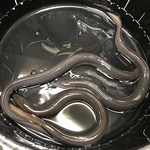 うなぎ処 古賀 - 