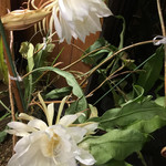 ささら - 月下美人