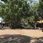 Kuranda Home Made Tropical Fruit Ice Cream - キュランダ村