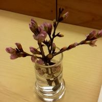 日本料理 みゆき - 