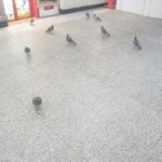 キュイジーヌ[s] ミッシェル・トロワグロ - 鳩に侵入された新宿駅