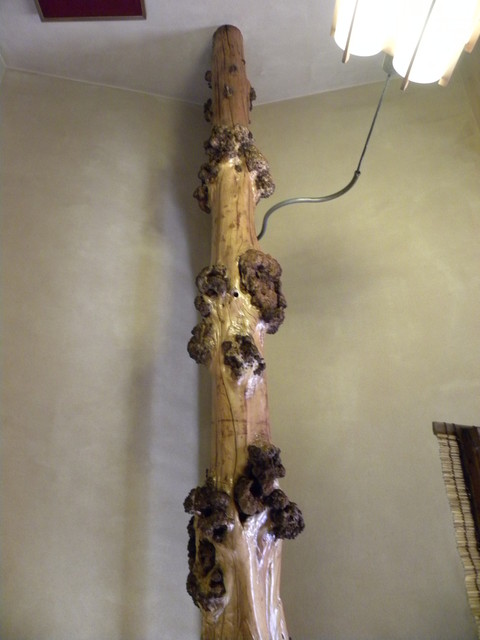 Komachi Sushi photo 5