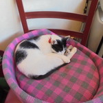 中国料理 王記 - 休憩中の客引きの方