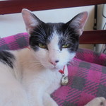 中国料理 王記 - 休憩中の客引きの方