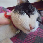 中国料理 王記 - 