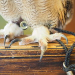 パクチーバル 8889 - ベンガルワシミミズクのクイーン