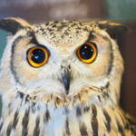 パクチーバル 8889 - ベンガルワシミミズクのクイーン