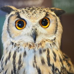 パクチーバル 8889 - ベンガルワシミミズクのクイーン