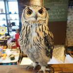 パクチーバル 8889 - ベンガルワシミミズクのクイーン