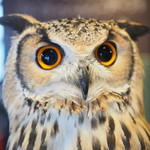 パクチーバル 8889 - ベンガルワシミミズクのクイーン