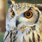 パクチーバル 8889 - ベンガルワシミミズクのクイーン