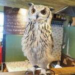 パクチーバル 8889 - ベンガルワシミミズクのクイーン