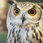 パクチーバル 8889 - ベンガルワシミミズクのクイーン