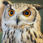 パクチーバル 8889 - ベンガルワシミミズクのクイーン