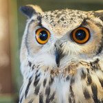 パクチーバル 8889 - ベンガルワシミミズクのクイーン