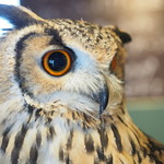 パクチーバル 8889 - ベンガルワシミミズクのクイーン