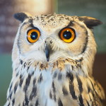 パクチーバル 8889 - ベンガルワシミミズクのクイーン