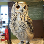 パクチーバル 8889 - ベンガルワシミミズクのクイーン