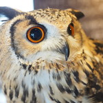 パクチーバル 8889 - ベンガルワシミミズクのクイーン