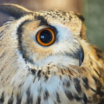 パクチーバル 8889 - ベンガルワシミミズクのクイーン