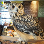 ベンガルワシミミズクのクイーン