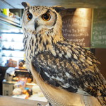 パクチーバル 8889 - ベンガルワシミミズクのクイーン