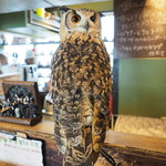 パクチーバル 8889 - ベンガルワシミミズクのクイーン