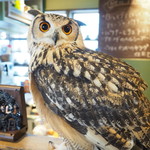 パクチーバル 8889 - ベンガルワシミミズクのクイーン