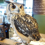 パクチーバル 8889 - ベンガルワシミミズクのクイーン