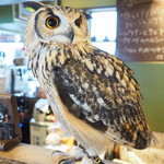 パクチーバル 8889 - ベンガルワシミミズクのクイーン