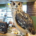 パクチーバル 8889 - ベンガルワシミミズクのクイーン