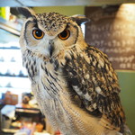 パクチーバル 8889 - ベンガルワシミミズクのクイーン