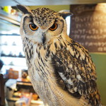 パクチーバル 8889 - ベンガルワシミミズクのクイーン