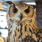 パクチーバル 8889 - ベンガルワシミミズクのクイーン