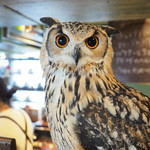 パクチーバル 8889 - ベンガルワシミミズクのクイーン