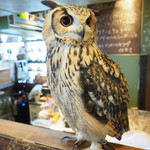 パクチーバル 8889 - ベンガルワシミミズクのクイーン