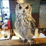 パクチーバル 8889 - ベンガルワシミミズクのクイーン