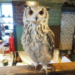 パクチーバル 8889 - ベンガルワシミミズクのクイーン