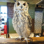 パクチーバル 8889 - ベンガルワシミミズクのクイーン