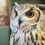 ベンガルワシミミズクのクイーン