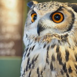 パクチーバル 8889 - ベンガルワシミミズクのクイーン