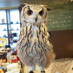 パクチーバル 8889 - ベンガルワシミミズクのクイーン