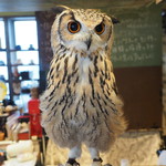 パクチーバル 8889 - ベンガルワシミミズクのクイーン