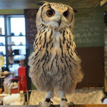 パクチーバル 8889 - ベンガルワシミミズクのクイーン